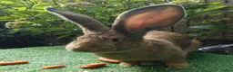 Continental Giant rabbits for sale: Super Stud Bunnies Health checked and Vaccinated  - Advert 1