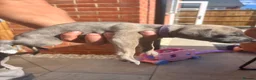 Whippet dogs for sale: Whippet pups for sale  - Advert 9