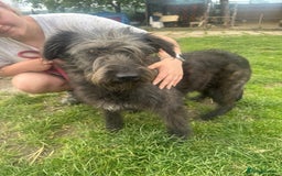 Mixed Breed dogs for adoption: Meet Lucy, currently residing in Cheshire  - Image 2