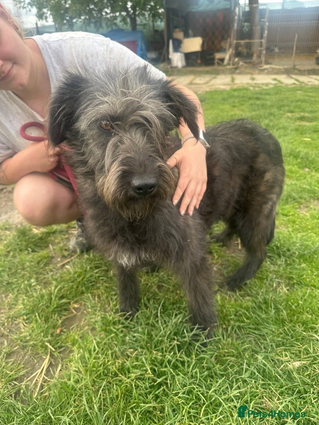 Mixed Breed dogs for adoption: Meet Lucy, currently residing in Cheshire  - Image 2