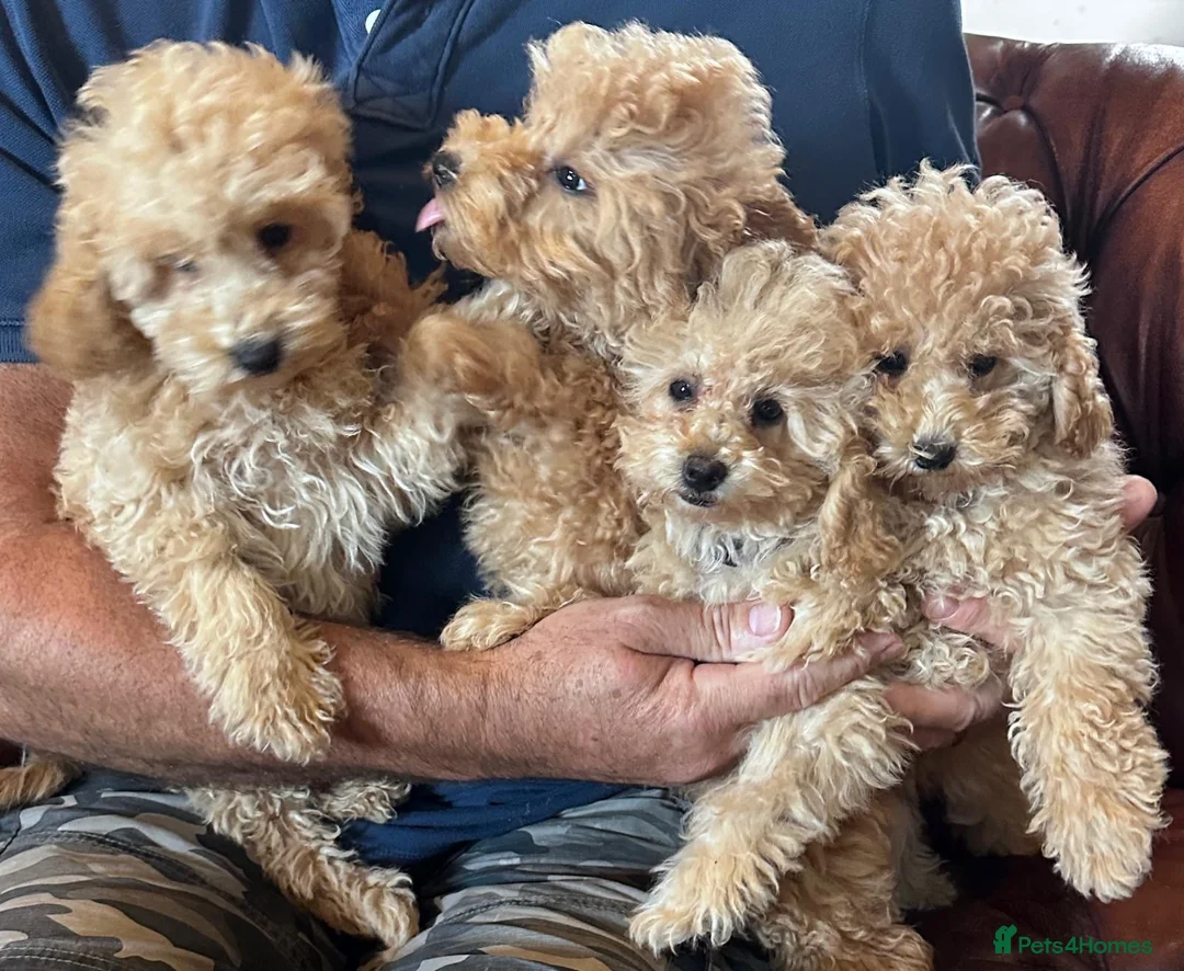 Miniature Poodle dogs for sale: FOUR BEAUTIFUL APRICOT MINIATURE POODLE PUPPIES - Advert 1
