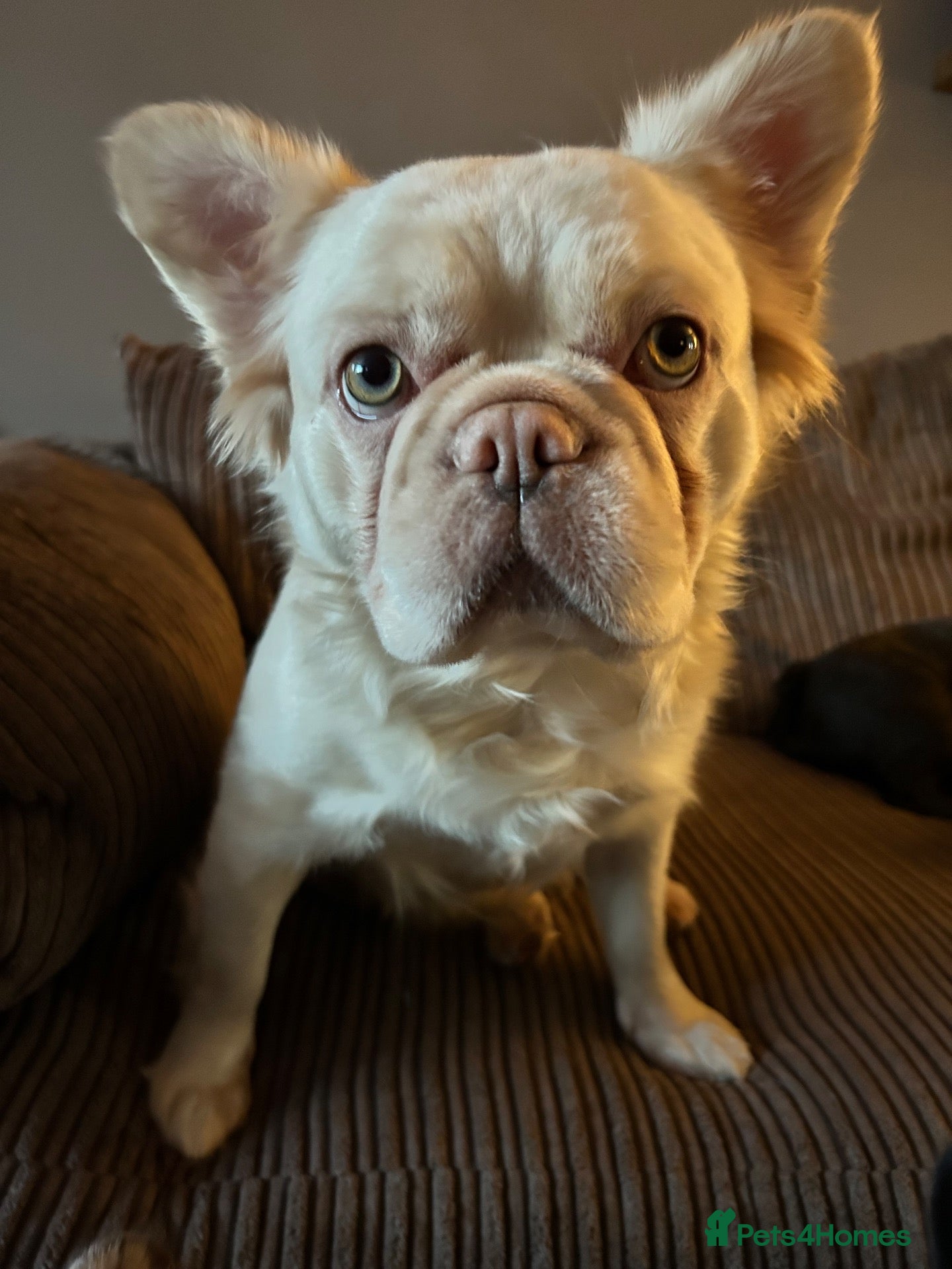 French Bulldog dogs Fluffy French bulldog puppies - Advert 1