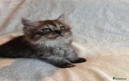 Persian cats for sale: 4 super friendly & playful Persian/Ragdoll babies - Image 14