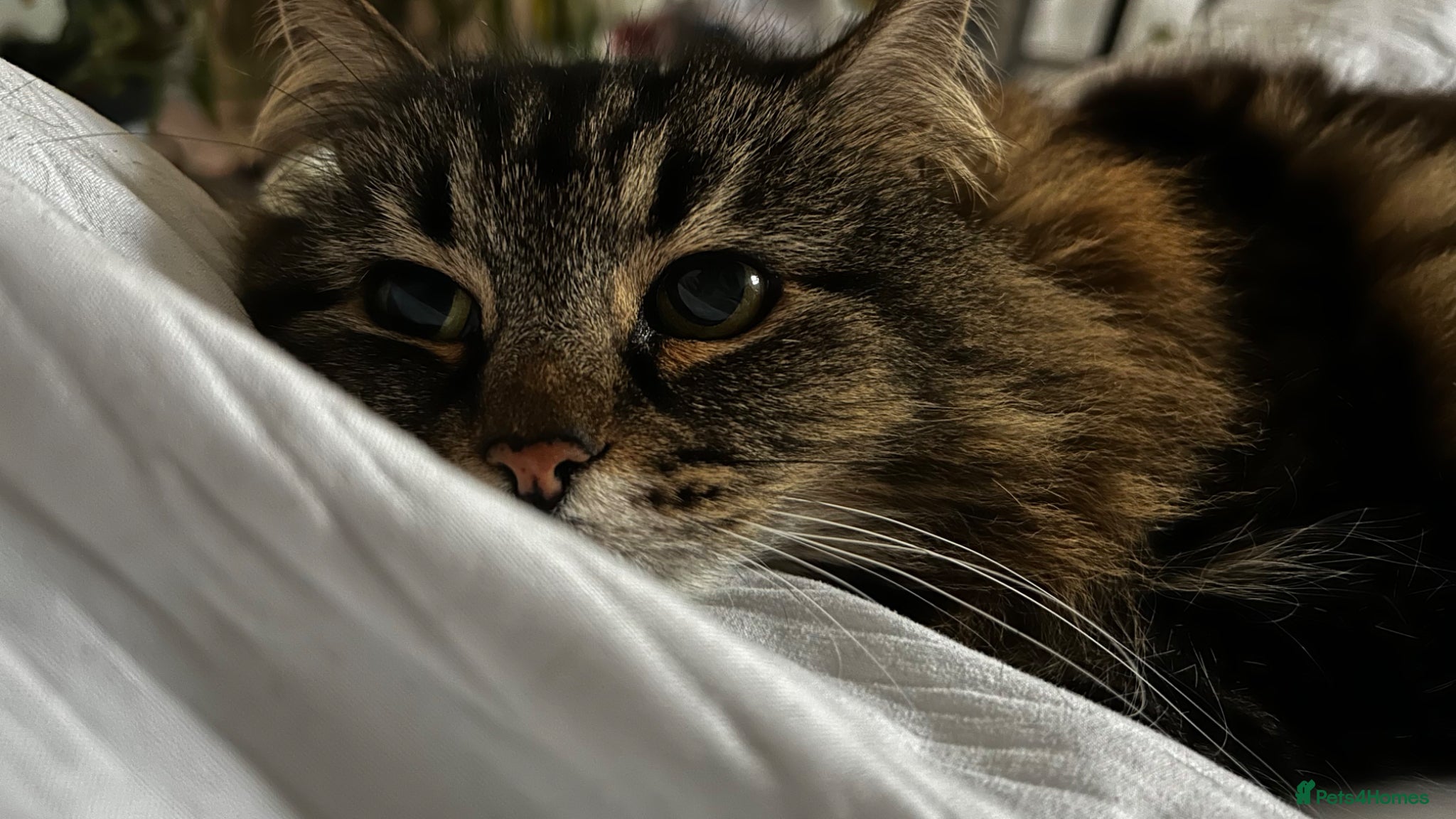 Mixed Breed cats Beautiful Girl searching for a loving home - Advert 1