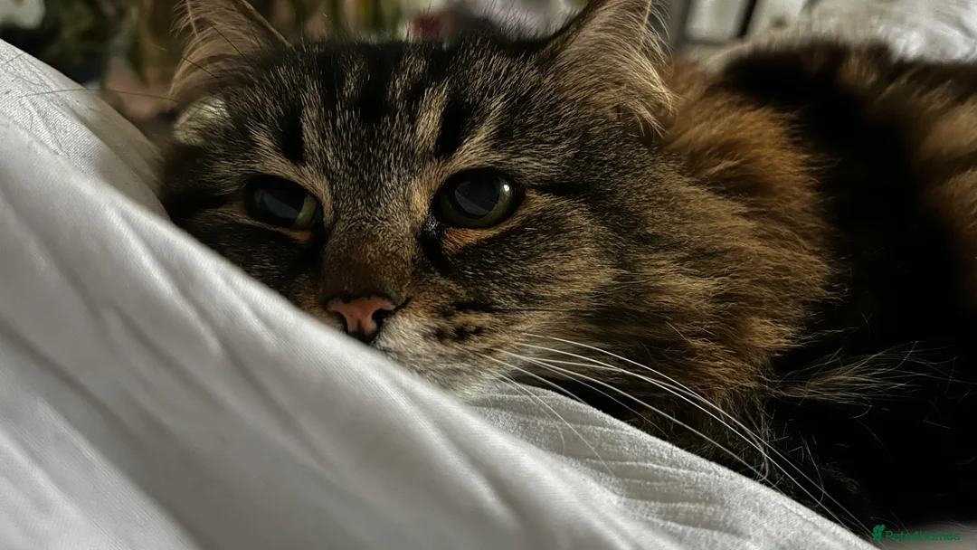 Mixed Breed cats for sale: Beautiful Girl searching for a loving home - Advert 1