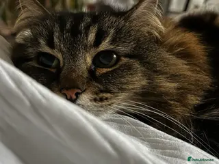 Mixed Breed cats Beautiful Girl searching for a loving home - Advert 1