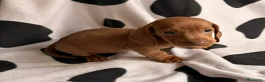 Dachshund Puppy 1