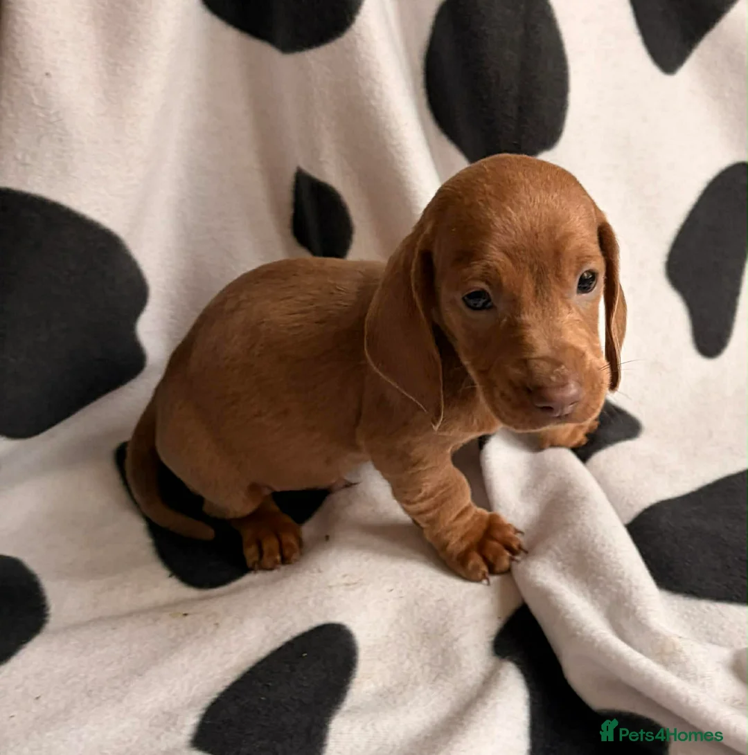 Dachshund dogs for sale: Dachshund puppies for sale  - Advert 9