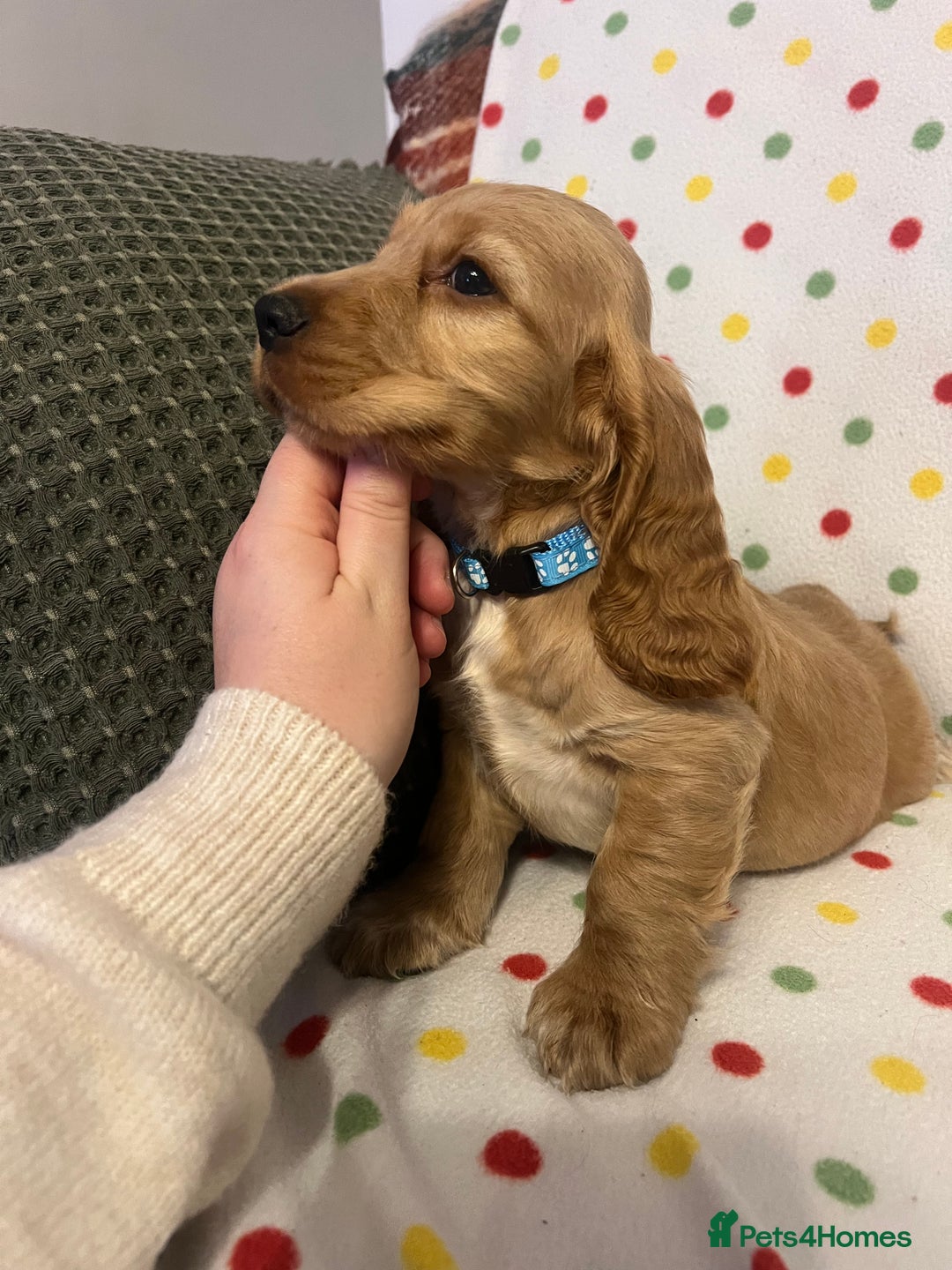 Cocker Spaniel dogs for sale: Show cocker spaniels  - Advert 17