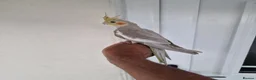 Cockatiels birds for sale: Super silly hand tamed baby budgies  - Advert 7