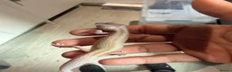 Leopard Gecko reptiles for sale: Leopard Gecko  in London - Advert 8