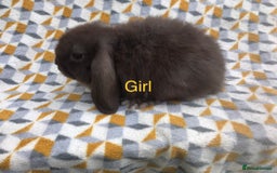 Mini Lop rabbits for sale: Beautiful mini lops  - Image 11