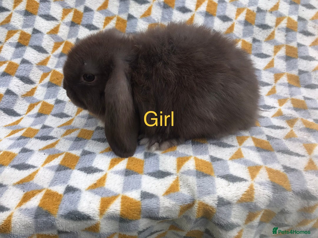 Mini Lop rabbits for sale: Beautiful mini lops  - Image 11