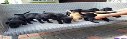 Labrador Retriever dogs for sale: Labrador puppies  - Advert 17