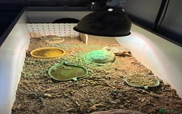 Tortoise reptiles for sale: 2 x Horsefield tortoise - Image 1