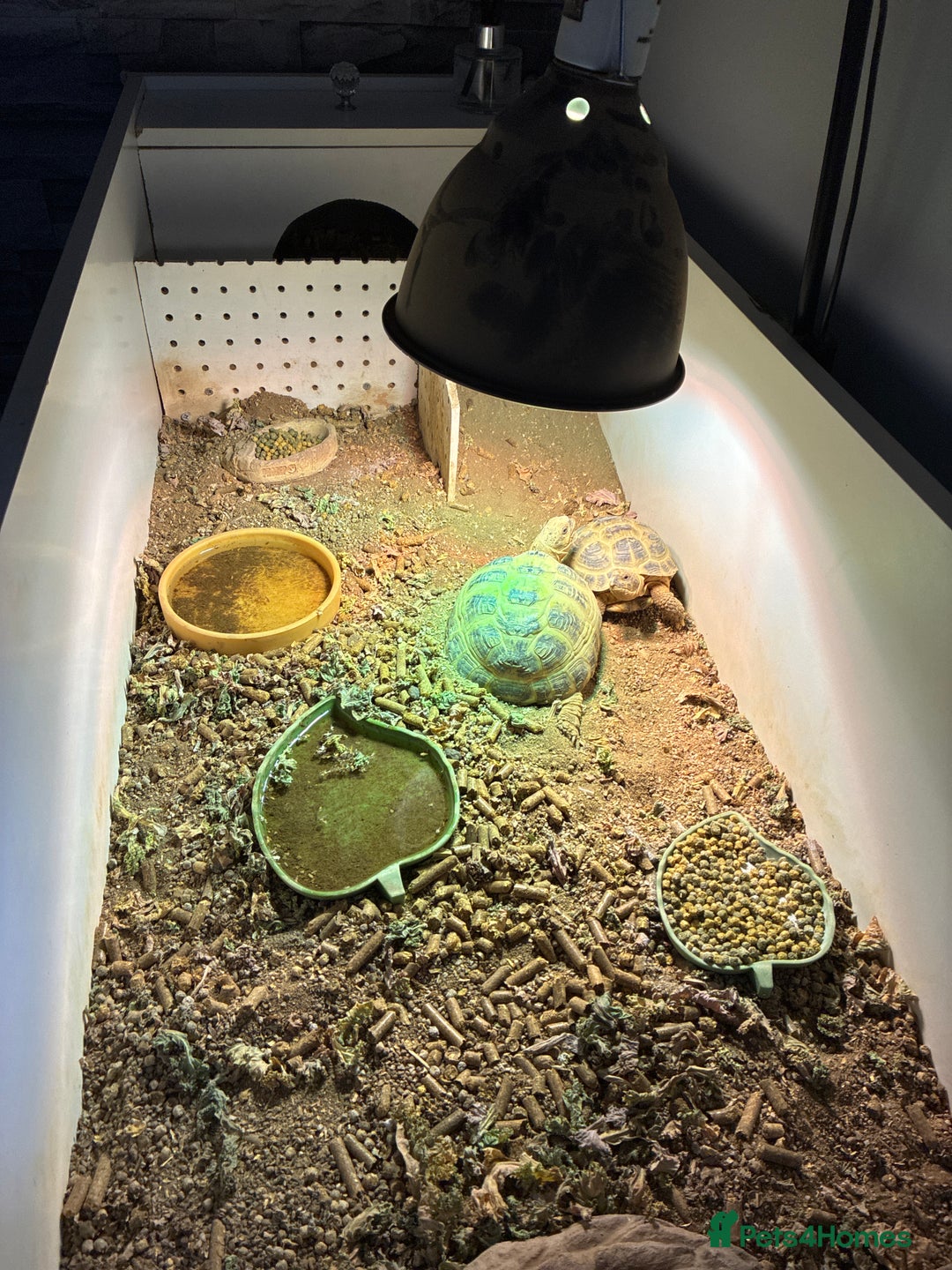 Tortoise reptiles for sale: 2 x Horsefield tortoise - Image 1