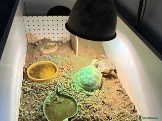 Tortoise reptiles - Advert 13