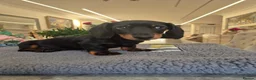 Miniature Dachshund dogs for sale: Miniature Dachshund.Fully vaccinated.Ready t leave - Advert 24