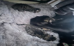 Mixed Breed cats for sale: Beautiful little babies  - Image 2
