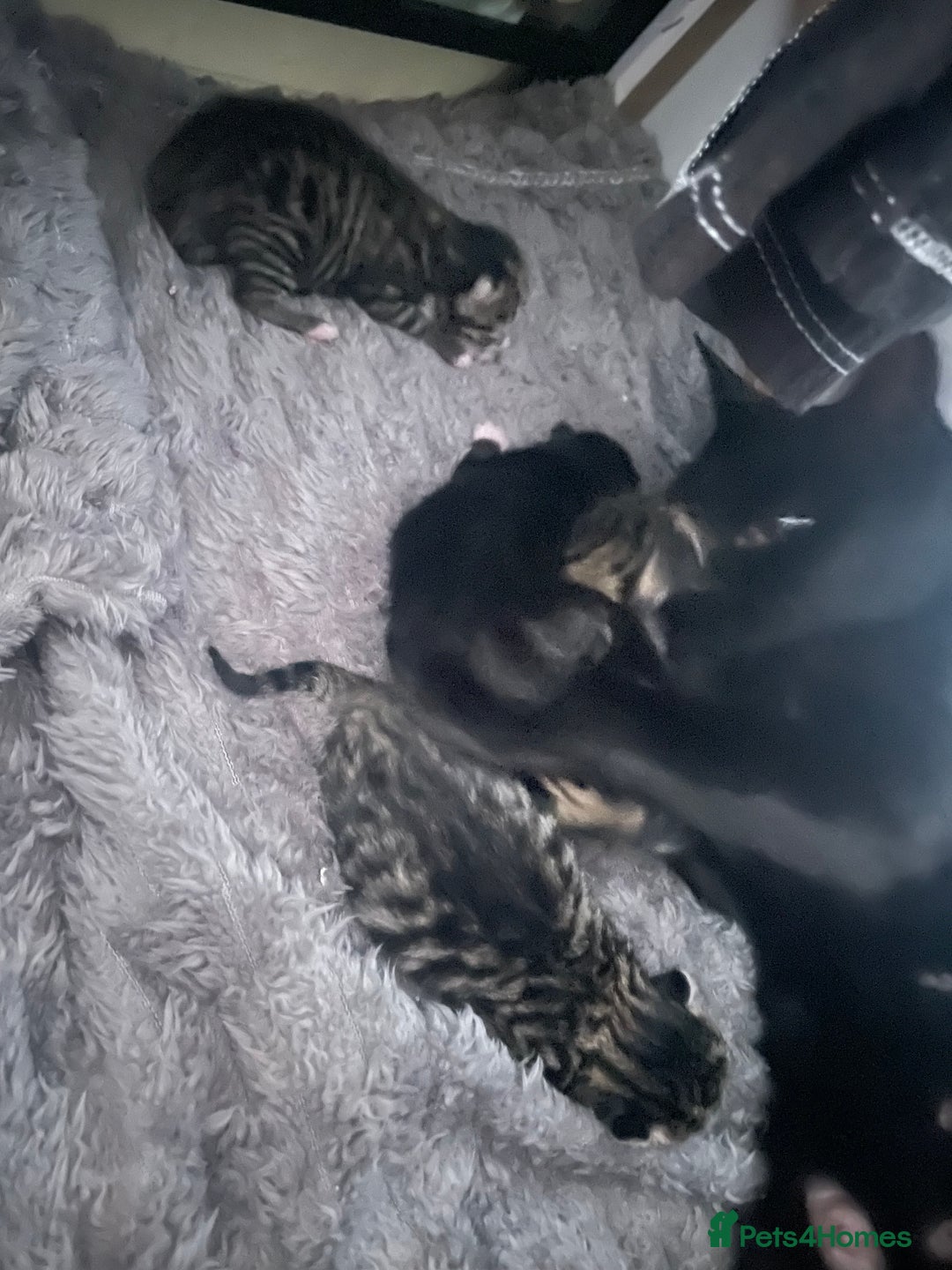 Mixed Breed cats for sale: Beautiful little babies  - Image 2