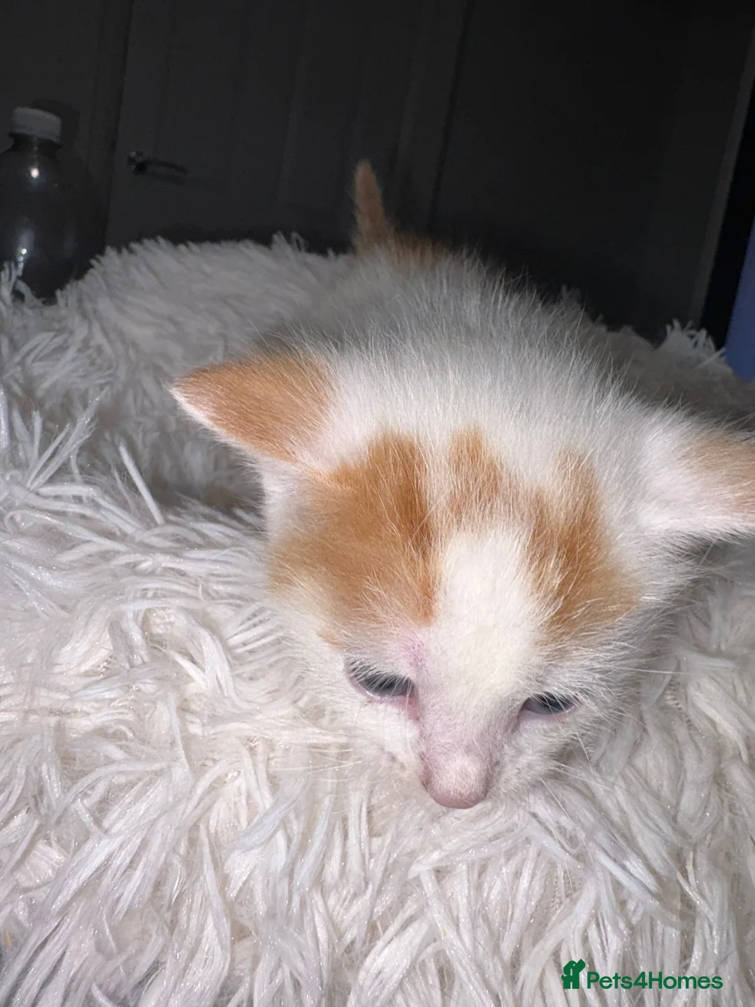 Mixed Breed cats for sale: Beautiful kittens - Advert 2