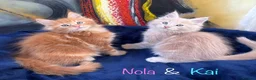 Maine Coon cats for sale: Beautiful Maine Coon Kittens-Ready Soon - Advert 22