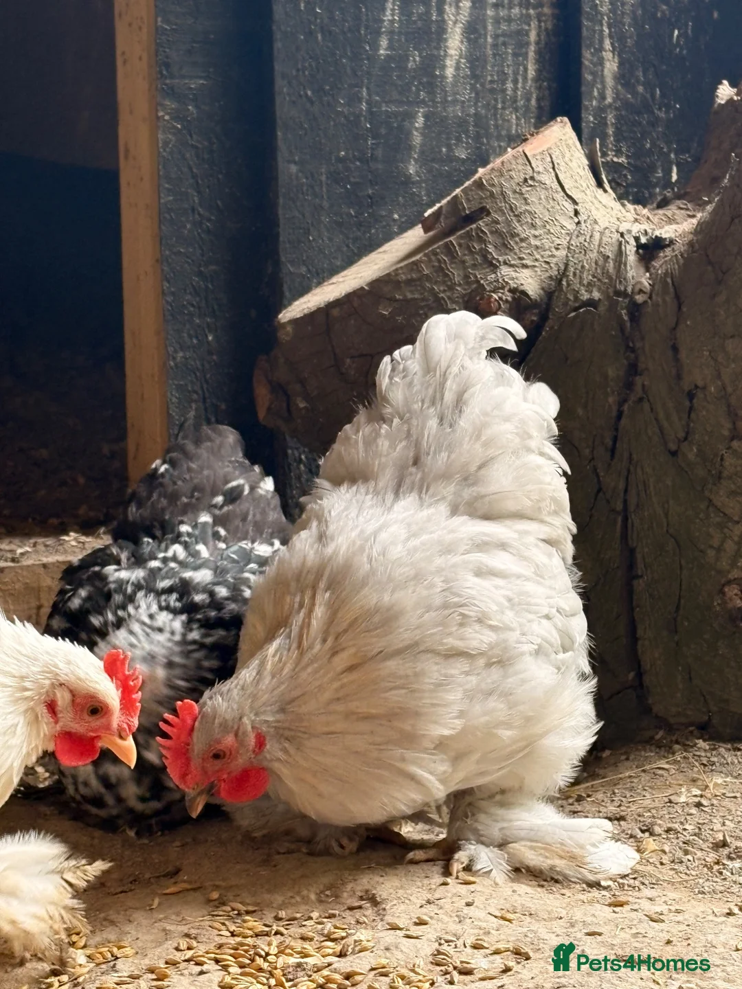Chickens poultry for sale: Pekins , silkie and kaki campbell ducks - Advert 2