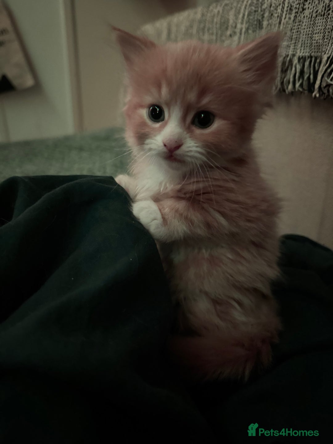 Mixed Breed cats for sale: The cutest Mixed Kittens - Image 4