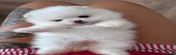 Pomeranian dogs for sale: High quality KC reg puppies from imported lines - Advert 7