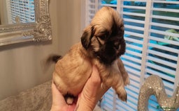 Lhasa Apso dogs for sale: Beautiful KCreg Lhasa Apso - Image 2
