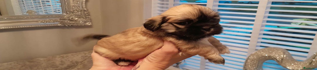 Lhasa Apso Puppy 1