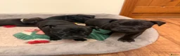 Staffordshire Bull Terrier dogs for sale: KC Reg/DNA Clear Brindle Staffordshire Puppies. - Advert 7