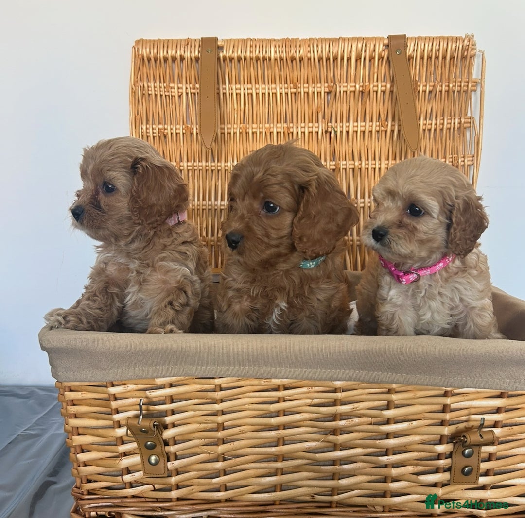 Cavapoo dogs for sale: Stunning, F1 Cavapoo fully health tested parents  - Image 20