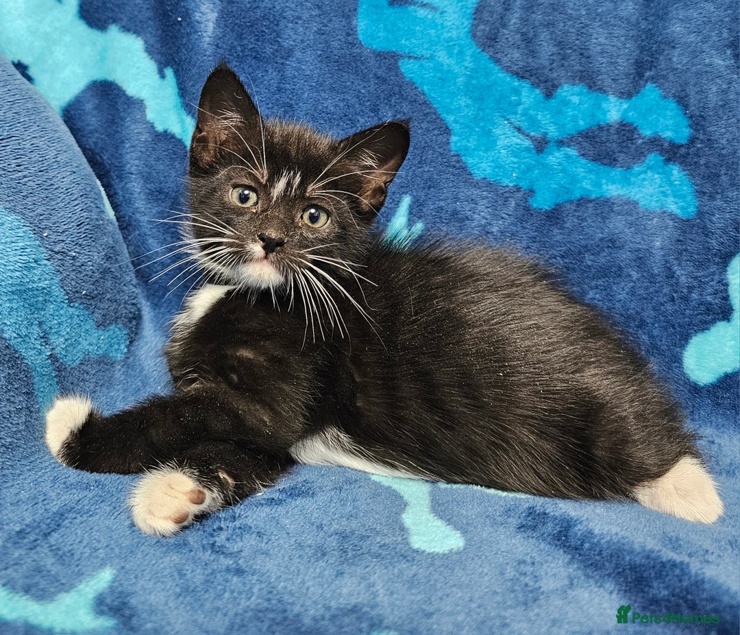 Mixed Breed cats for sale: 2 male kittens ready now - Image 11