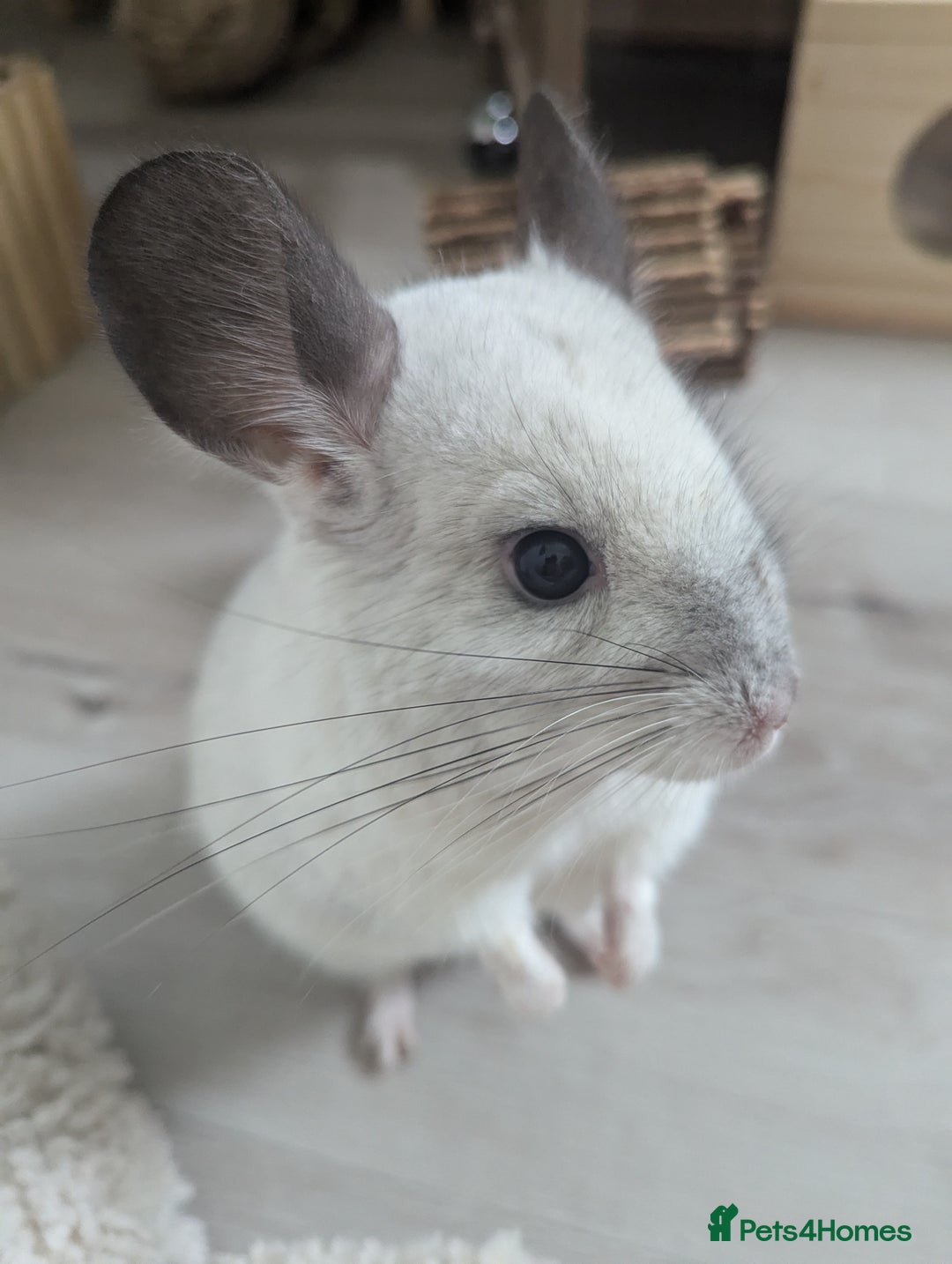 Chinchilla rodents for sale: Two Male Chinchillas with Cage and Set-Up - Advert 3