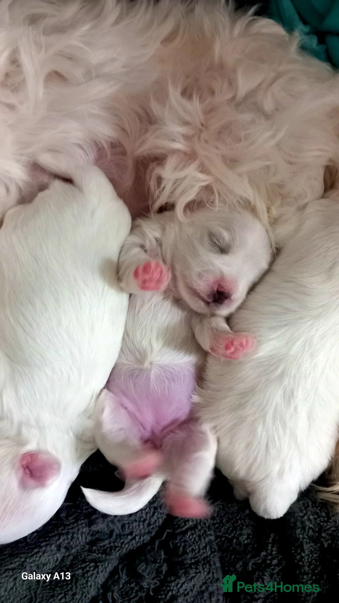 Maltese dogs for sale: 3 little girls  - Advert 2