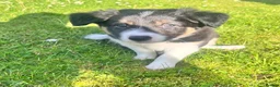 Border Collie dogs for sale: KC Reg Border Collie Puppies - Ready 1/06/2026 - Advert 8
