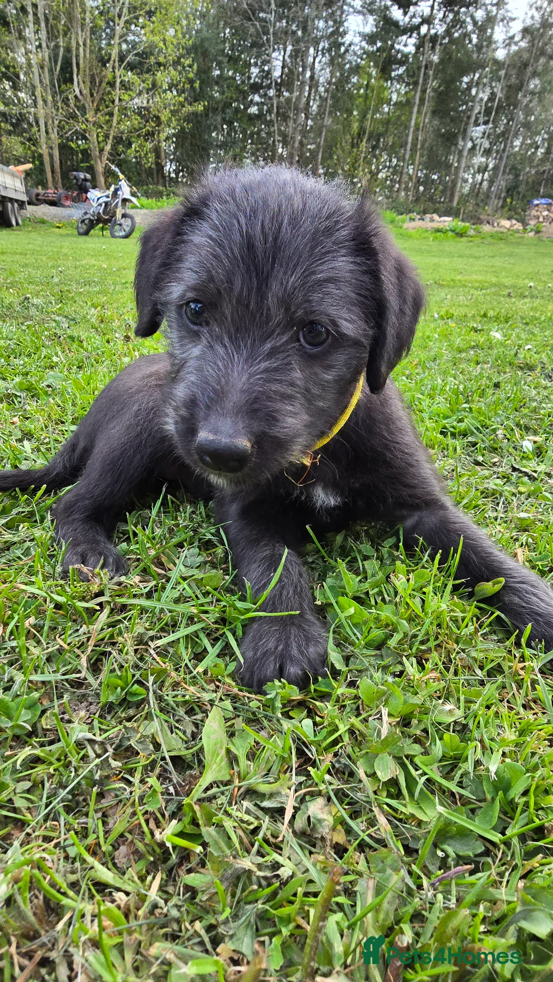 Mixed Breed dogs for sale: Bedlington x whippet in Ruthin - Advert 1