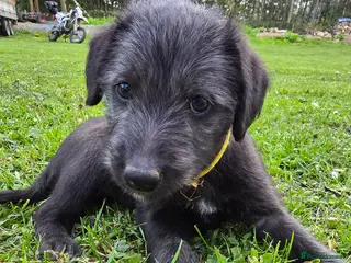 Mixed Breed dogs Bedlington x whippet - Advert 9