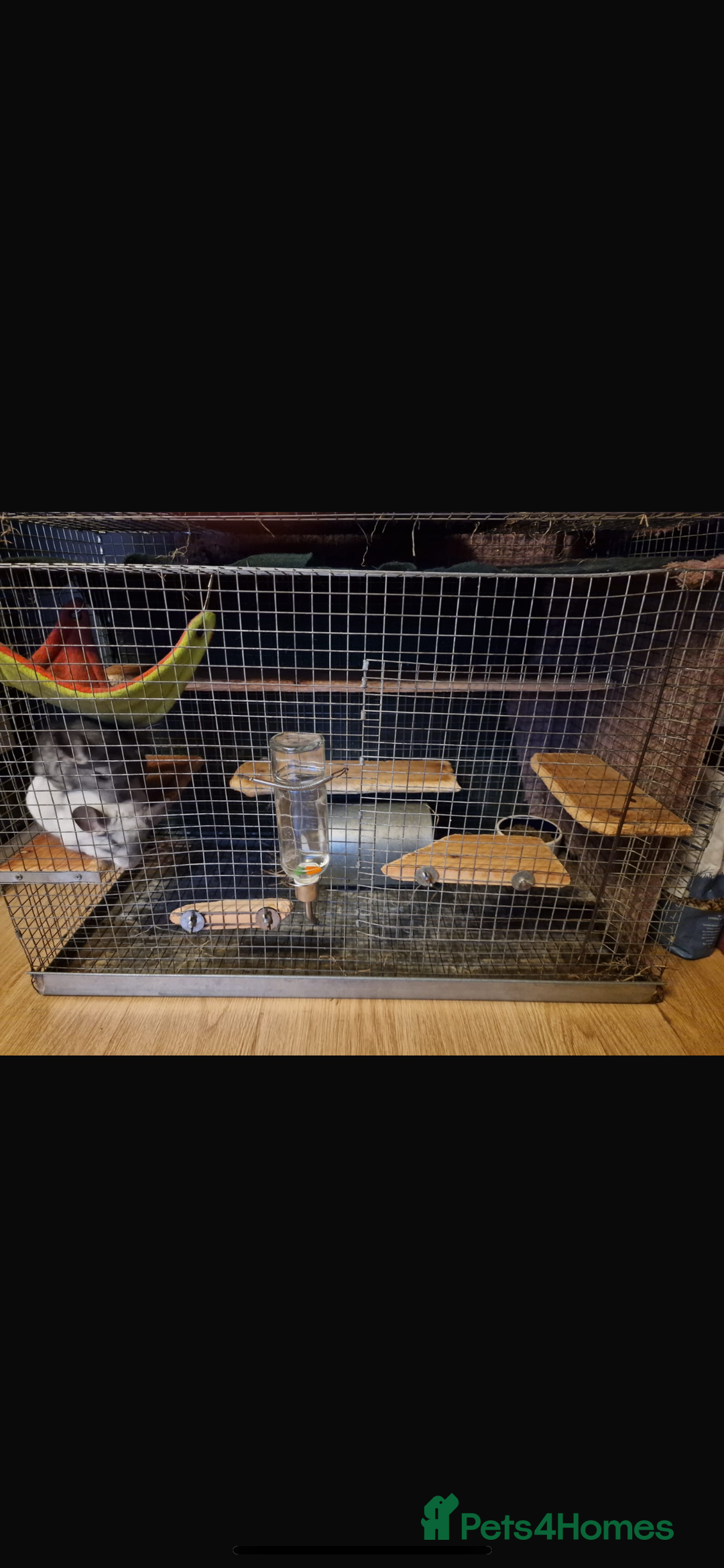Chinchilla rodents for sale: 2 chinchillas for sale  - Advert 4