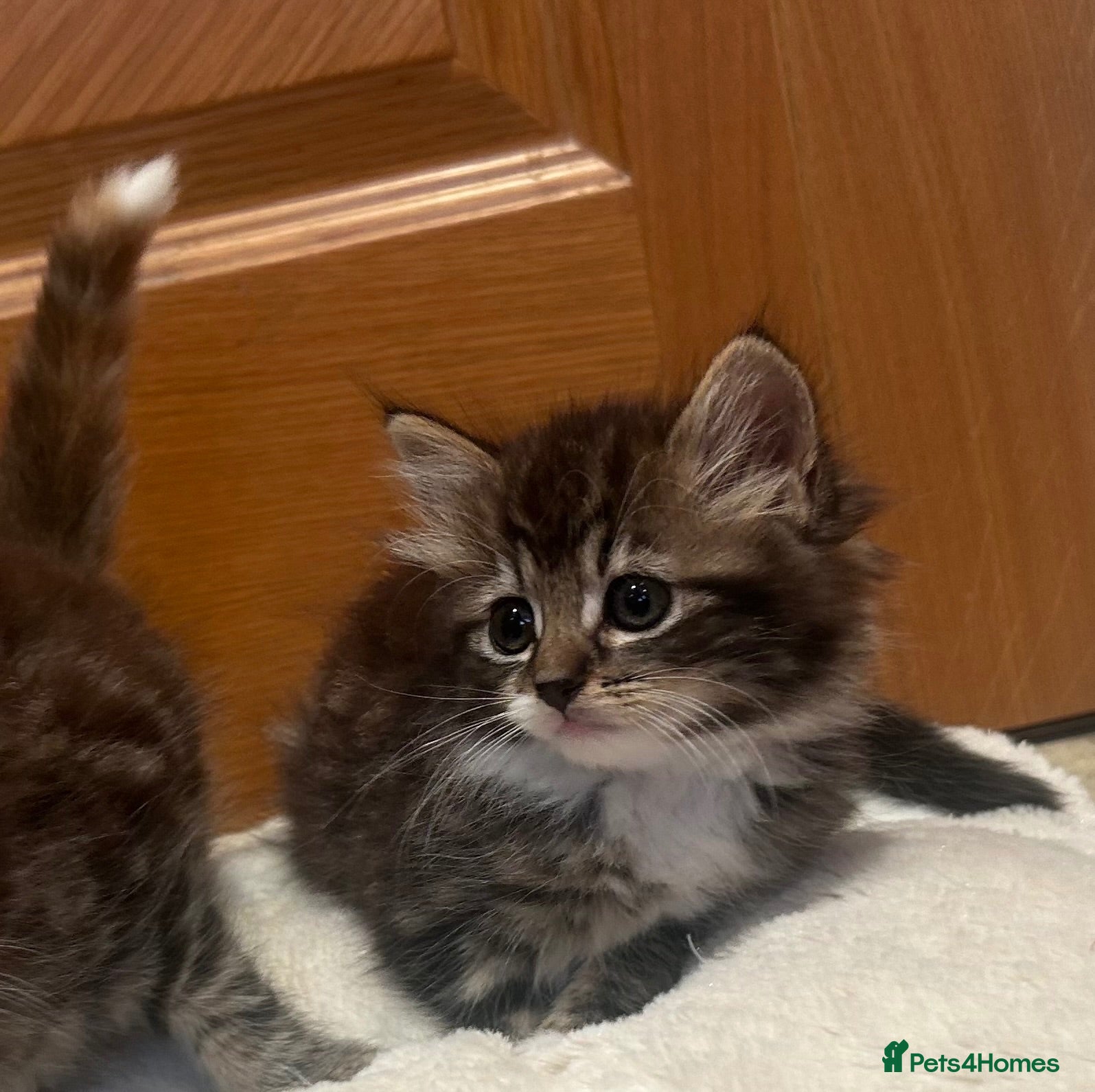 Mixed Breed cats Beautiful long haired female kittens - Advert 2