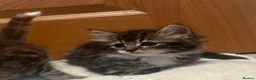 Mixed Breed cats for sale: Beautiful long haired female kittens - Advert 2