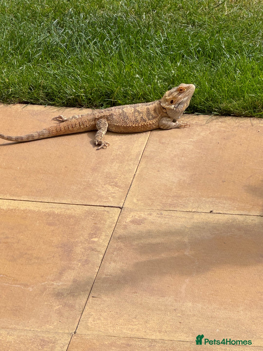 Bearded Dragon reptiles for sale: 12 Month male bearded dragon  - Image 8