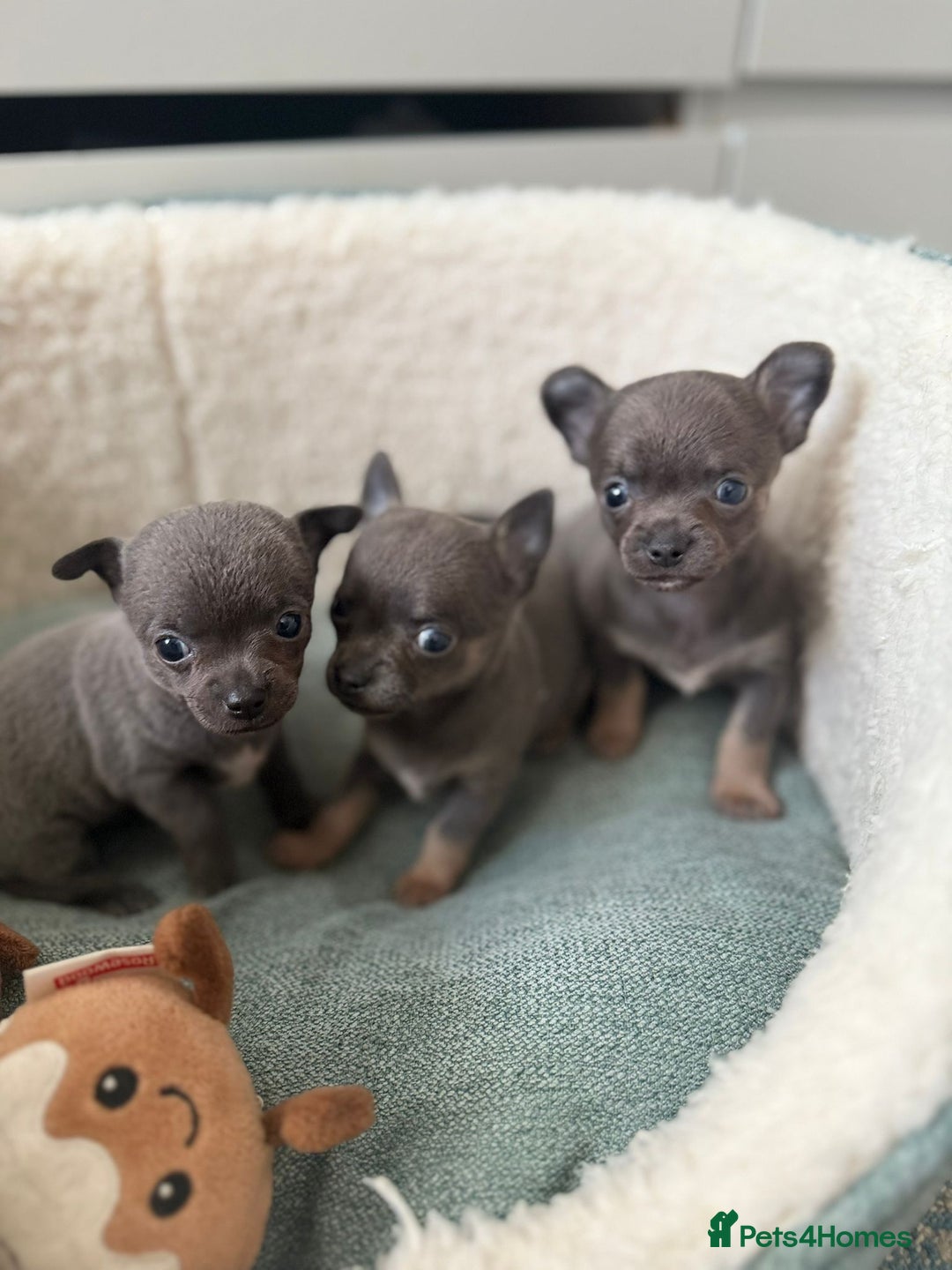 Chihuahua dogs for sale: Best quality Pedigree Puppies KC  - Image 2