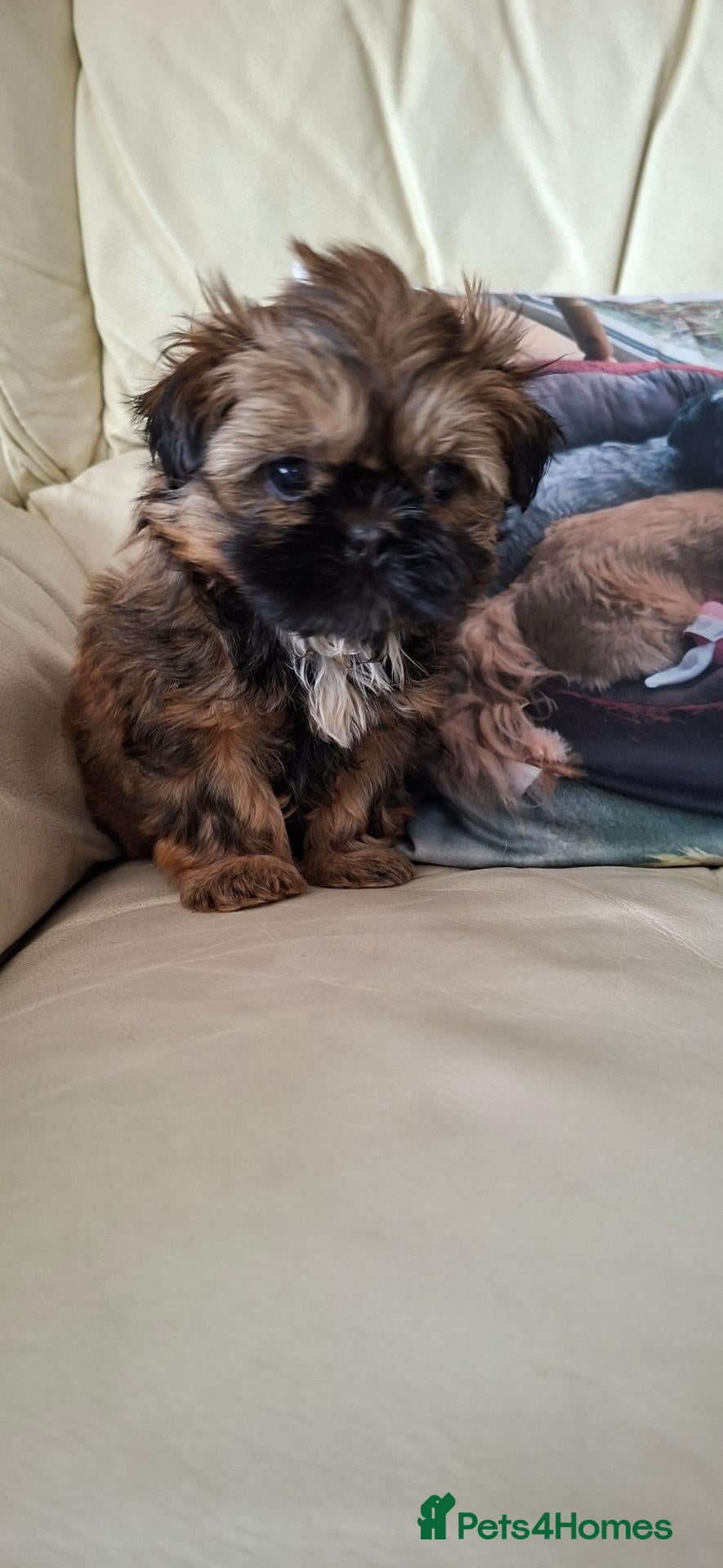 Shih Tzu dogs 5 beautiful KC reg shih Tzu puppies  - Advert 2