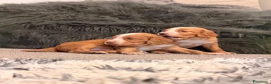 Cocker Spaniel 3