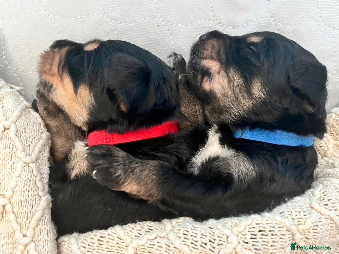 Bernedoodle dogs for sale: Exceptional F1 Bernedoodle Puppies - Advert 15