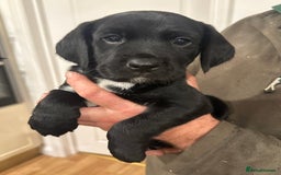 Mixed Breed dogs for sale: Sprockerdor puppies for sale - Image 3