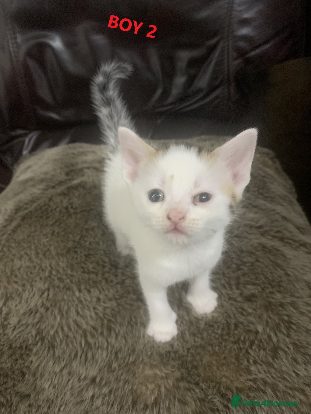 Mixed Breed cats for sale: 6 X BEAUTIFUL MIXED BREED KITTENS BORN 23.08.2025  - Image 6