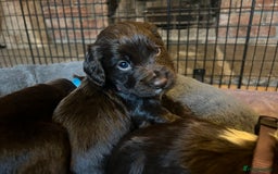 Cocker Spaniel dogs for sale: Working Cocker Spaniel Puppies - Image 12